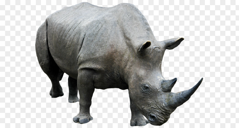 Rino Rhinoceros Clip Art PNG