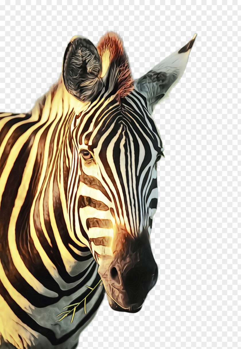 Animal Figure Snout Zebra Terrestrial Wildlife Head PNG