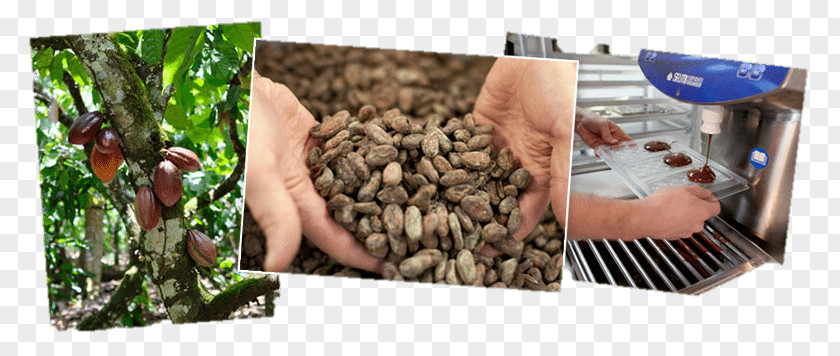 Cocoa Beans Brisbane Slow Food Plastic PNG