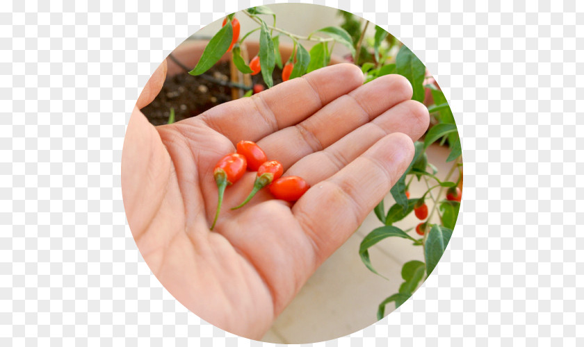 Goji Bird's Eye Chili Raw Foodism Lycium Chinense Food Additive PNG