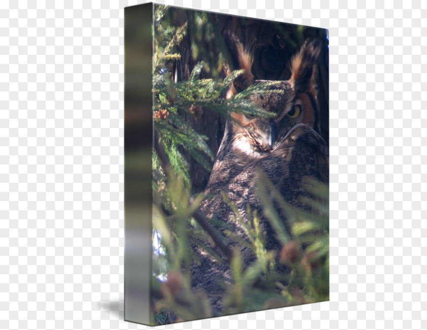 Great Horned Owl Wildlife Fauna Stock Photography PNG