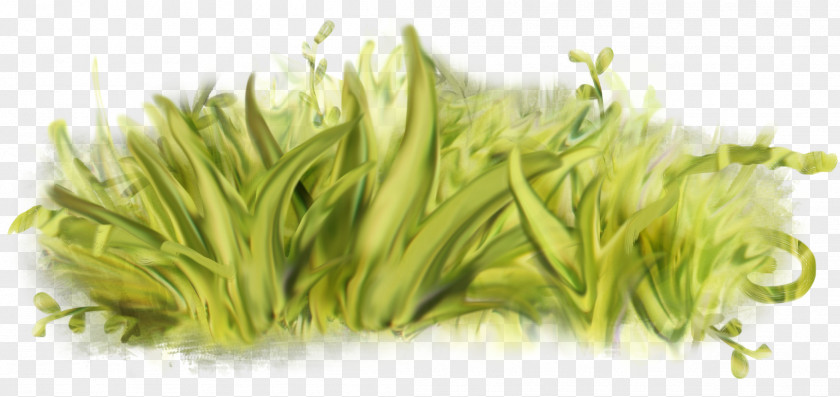 Green Grass Windows Thumbnail Cache Motion JPEG 2000 PNG