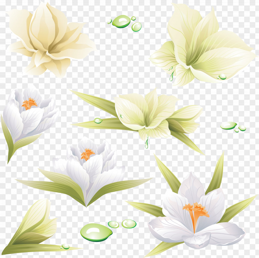 Lily Flower Lilium PNG