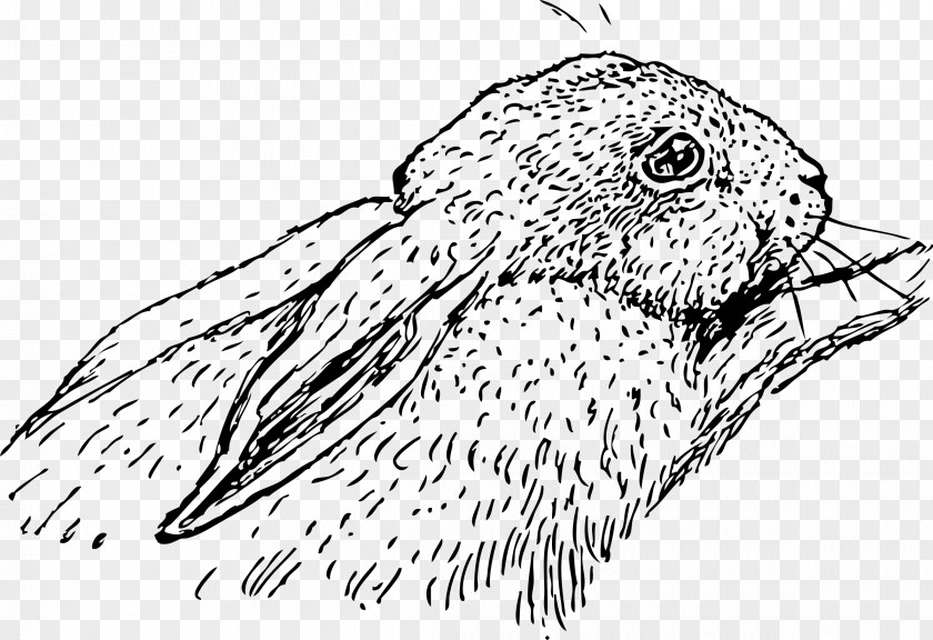 Rabbit Hare Domestic Holland Lop Clip Art PNG