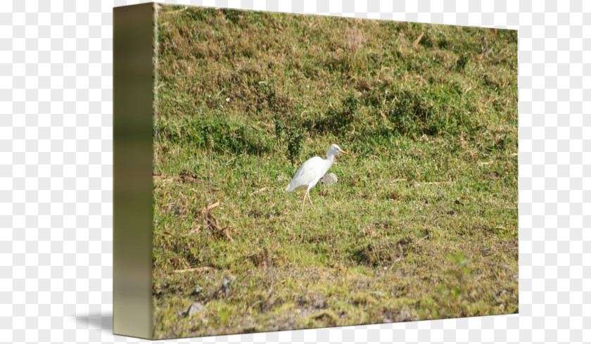 Cattle Egret Nature Reserve Beak Ecoregion Fauna Bird PNG