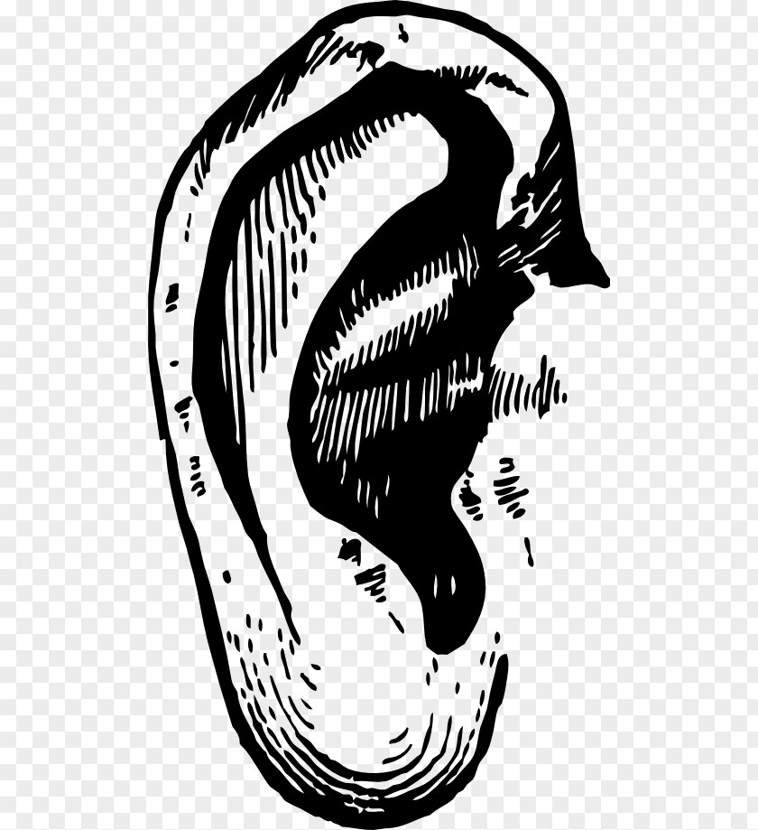 Ears Ear Clip Art PNG