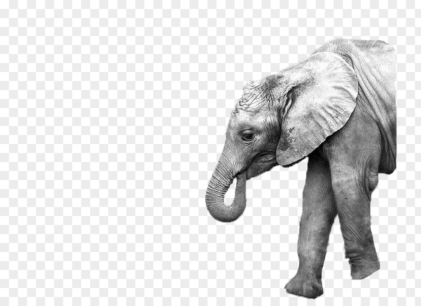 Elephant Asian Mother Image Photography PNG