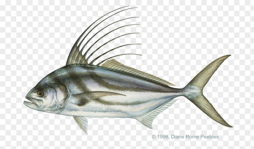 Head Shake Eat Recreational Fishing Roosterfish Sardine Striped Bass PNG