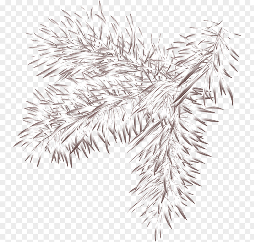 Line Spruce Art Flowering Plant White PNG