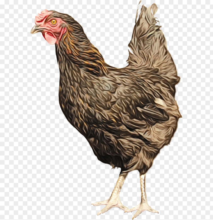 Livestock Poultry Chicken Cartoon PNG