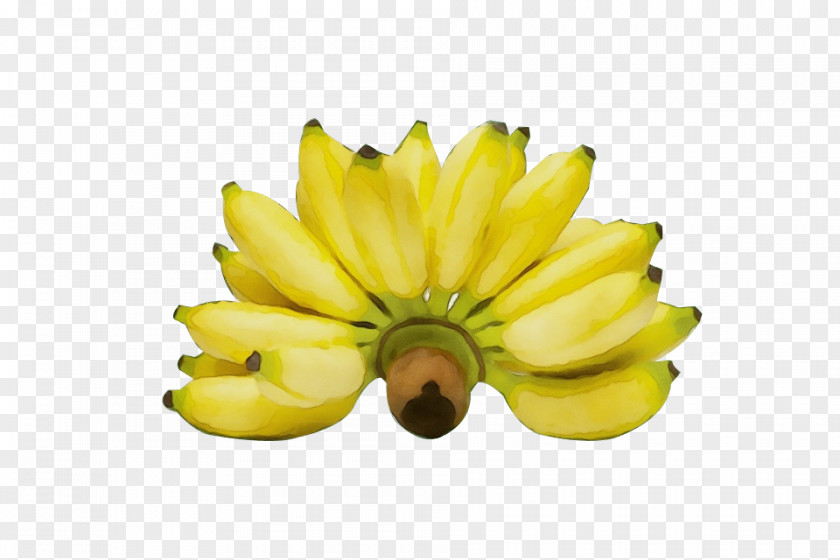 Petal Flower Yellow Banana Family Plant Fruit PNG
