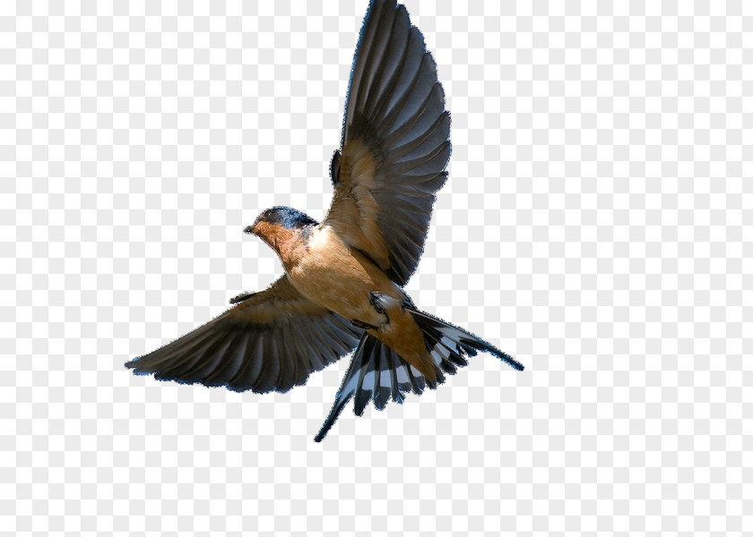 Bird Barn Swallow Swift Tree PNG