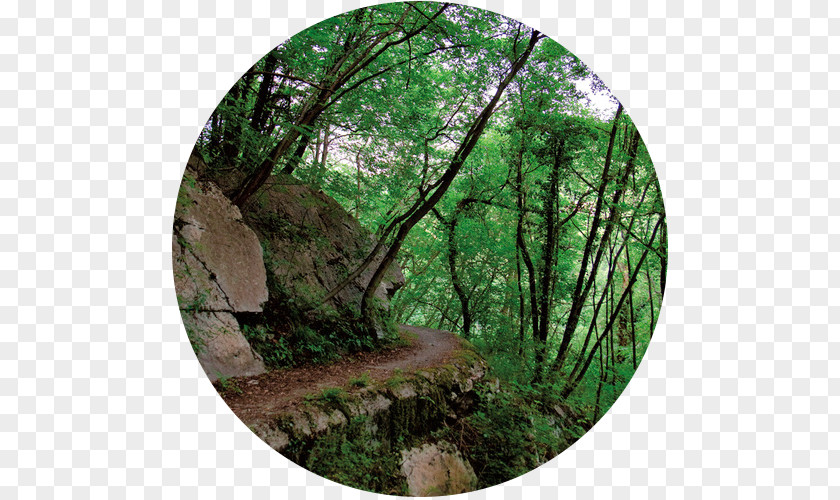 Burro Vegetation Biome Rainforest Old-growth Forest PNG