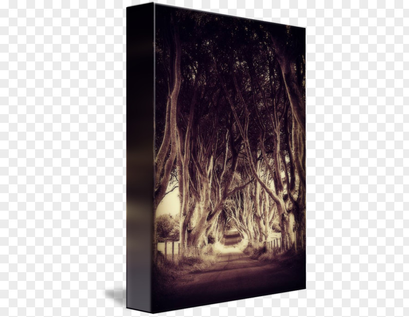 Dark Hedges /m/083vt Desktop Wallpaper Wood Stock Photography PNG