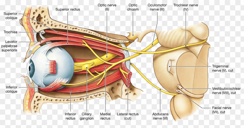 Eye Oculomotor Nerve Optic Cranial Nerves Human PNG