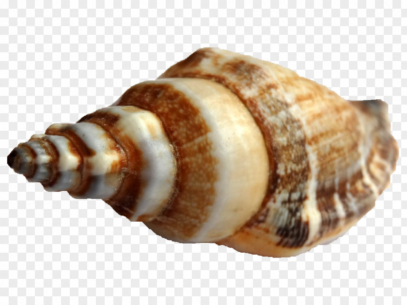 Seashell Shankha Sea Snail Conchology PNG