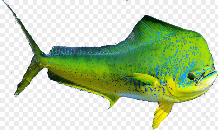 Trout Dolphin Marine Biology Fauna Fish PNG