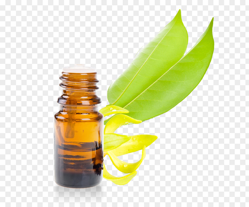 Ylang Essential Oil Rosemary Ravensara Aromatica Eucalyptol PNG