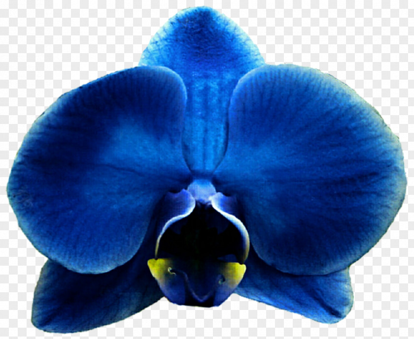 Blue Flower Moth Orchids Clip Art PNG