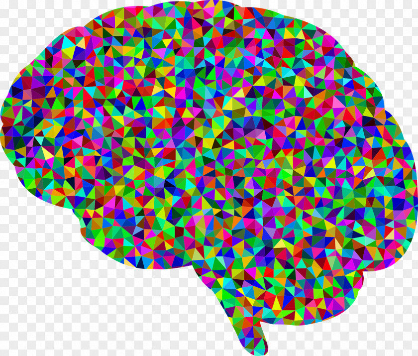 Brain Human Clip Art PNG