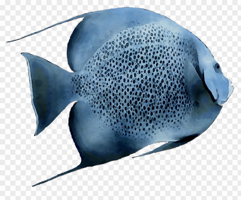 Electric Ray Marine Biology Cobalt Blue PNG