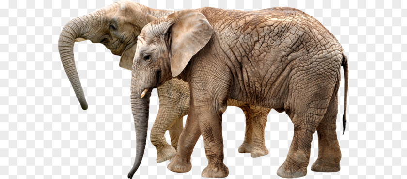 Elephant PNG clipart PNG
