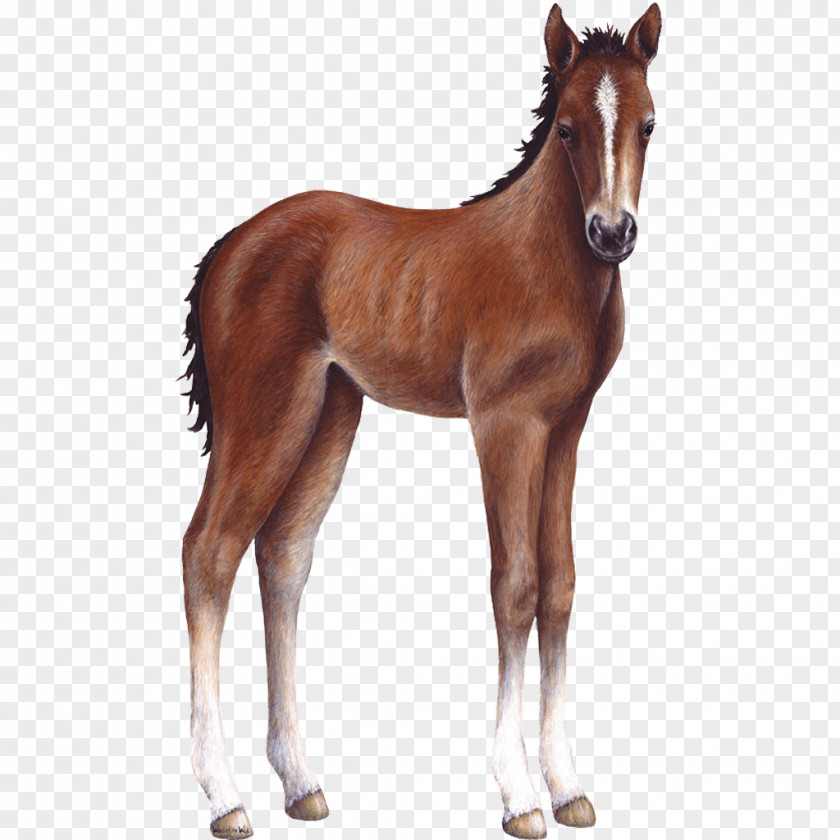 Horse Foal Wall Decal Sticker PNG