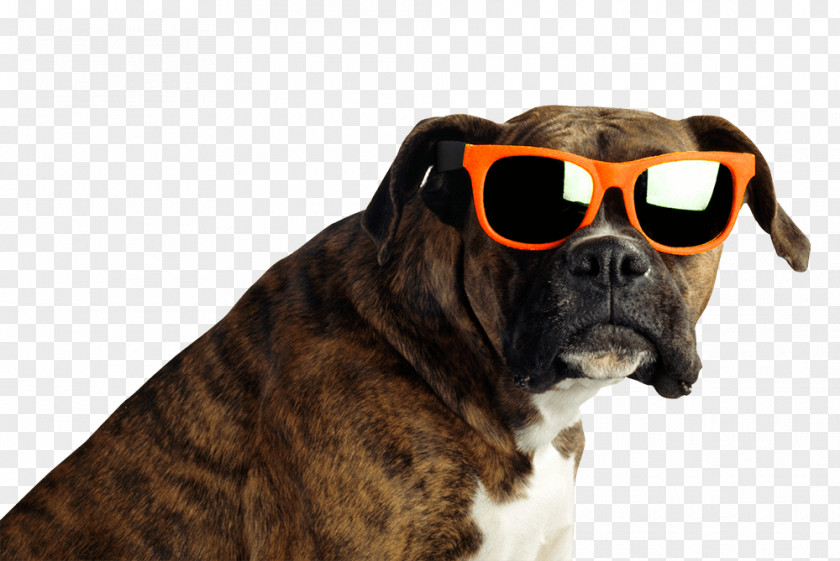 Wearing Sunglasses Puppy Boxer Stock Photography Brindle Veterinarian PNG