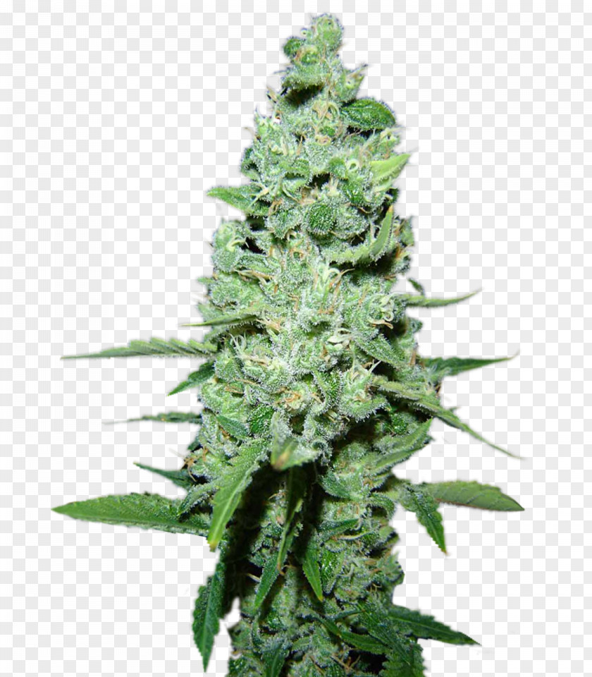 Ak 47 Skunk Cannabis Cup AK-47 Cultivar Sativa PNG