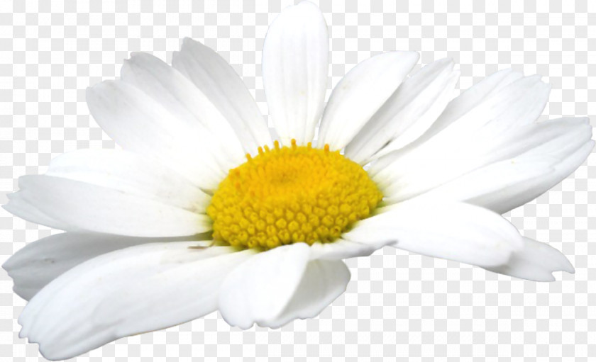 Camomile Flowers German Chamomile Oxeye Daisy Clip Art PNG