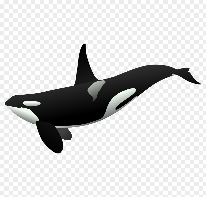 Killer Whale Cetaceans Clip Art PNG