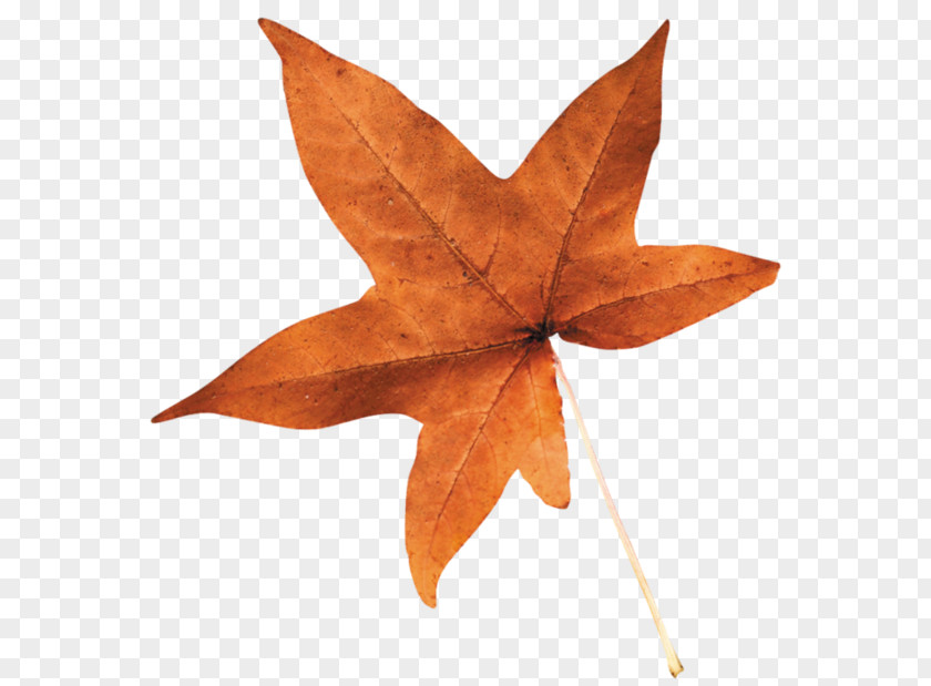 Leaf Maple PNG