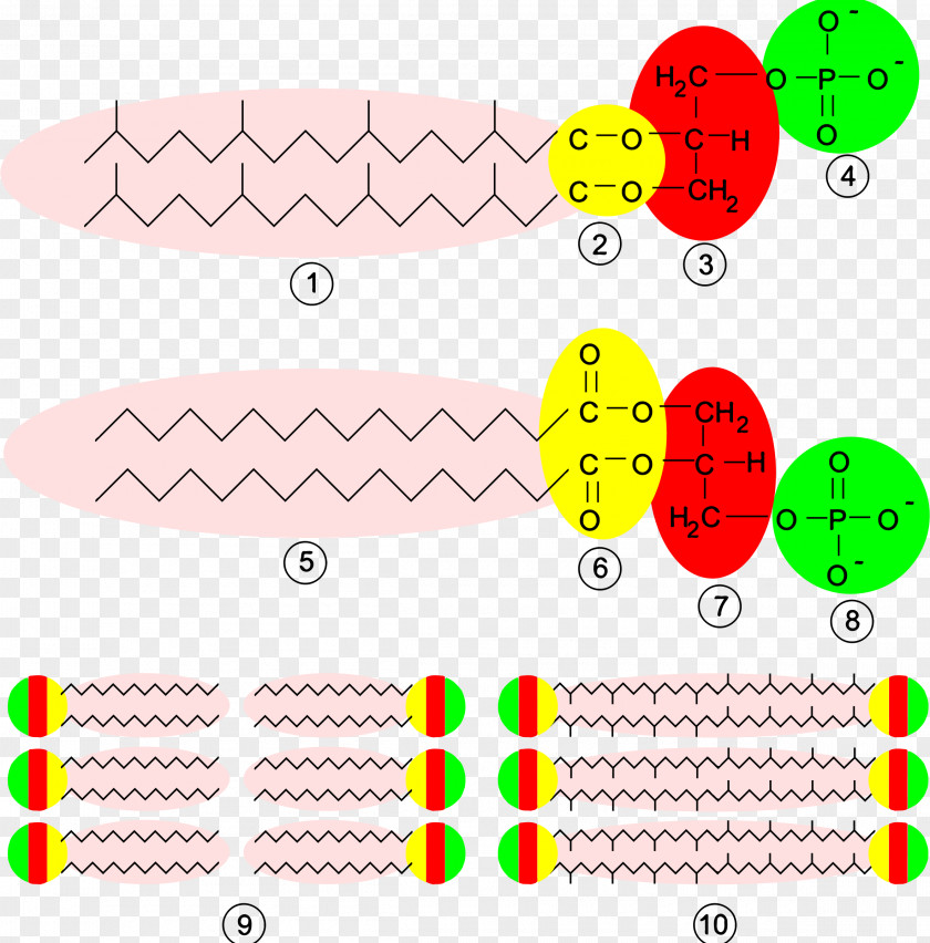 Membrane Structure Archaeans Biological Cell Biology PNG