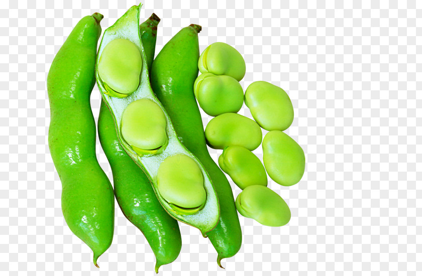 Pea Edamame Lima Bean Vegetarian Cuisine Common PNG