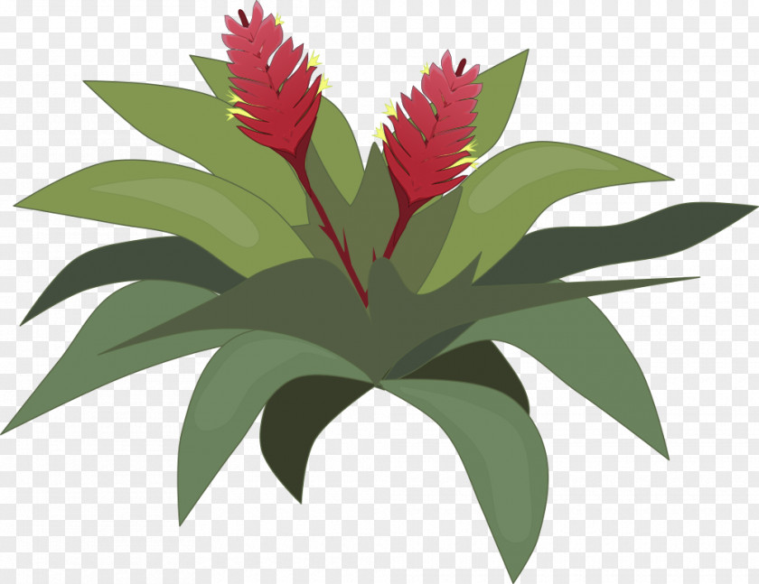 Plants Bromelia Clip Art Drawing Image PNG