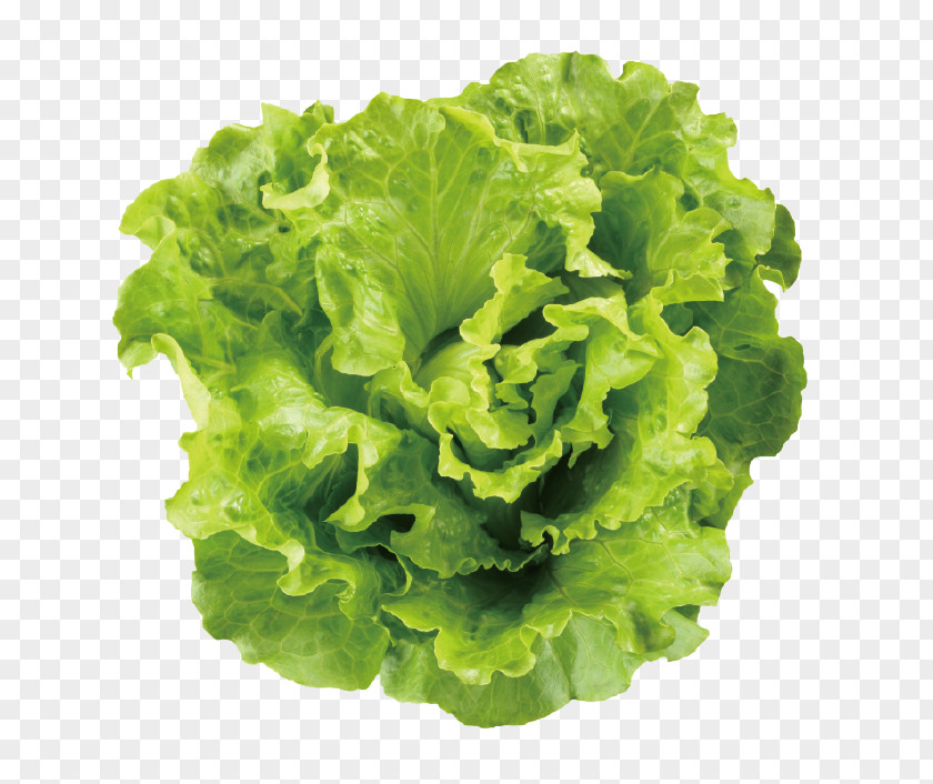 Salad Lettuce Leaf Vegetable Caesar PNG