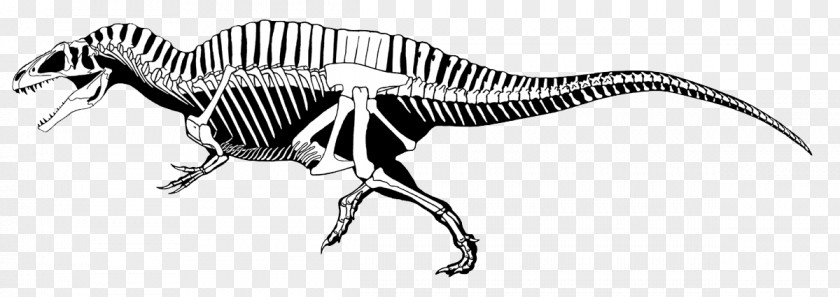 Skeleton Drawing Carnotaurus Acrocanthosaurus Carcharodontosaurus Tyrannosaurus Ceratosaurus PNG
