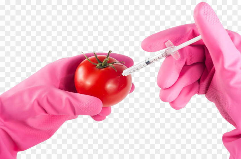 Transgenic Tomatoes Transparent Background Basemap Genetically Modified Food Tomato Organism Genetic Engineering Genetics PNG