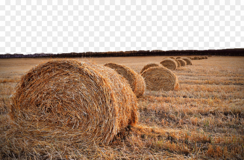 Wheat Field Harvest Straw Hay Rural Area PNG