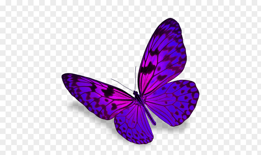 Butterfly Stock Photography PNG