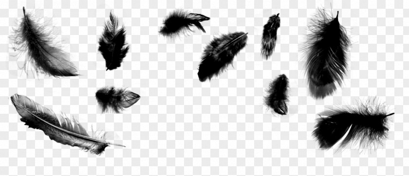 Feather Brush Drawing Art PNG