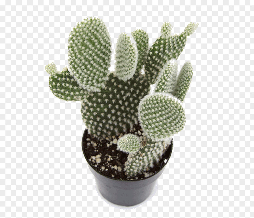 Plant Barbary Fig Opuntia Microdasys Cactaceae Houseplant PNG