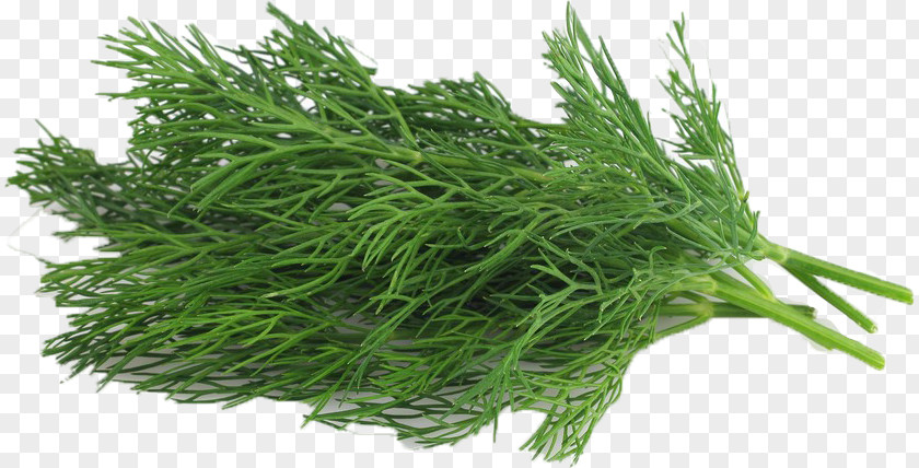 Vegetable Dill Organic Food Nlaws Produce Inc Herb PNG