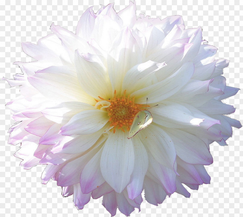 White Flower Cut Flowers Blog Chrysanthemum PNG