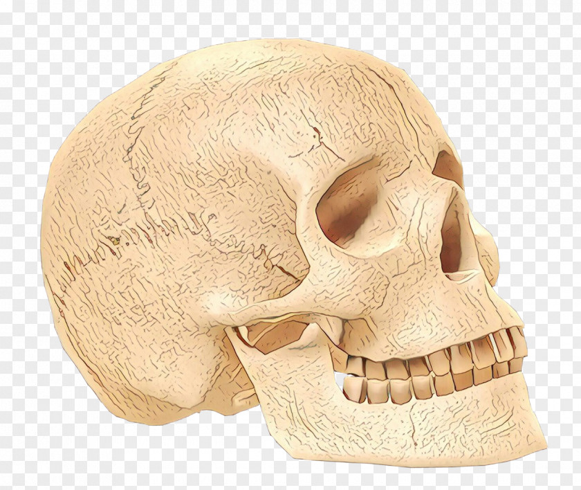 Beige Ear Skull Bone Head Jaw Chin PNG