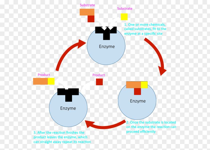 Fatty Acid Elongation Pathway Metabolism Enzyme Substrate Metabolic Chemical Reaction PNG