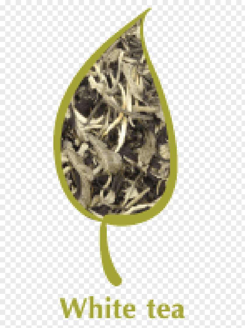 Fuding White Tea Green Bubble Oolong PNG