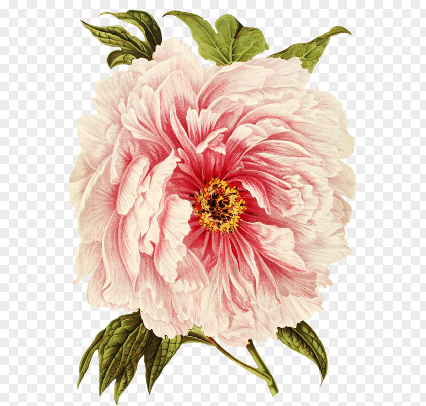 Hand-painted Peony Paper Botany Botanical Illustration Art PNG