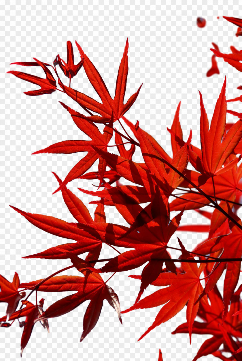 Leaf Flower Twig Maple / M Red PNG