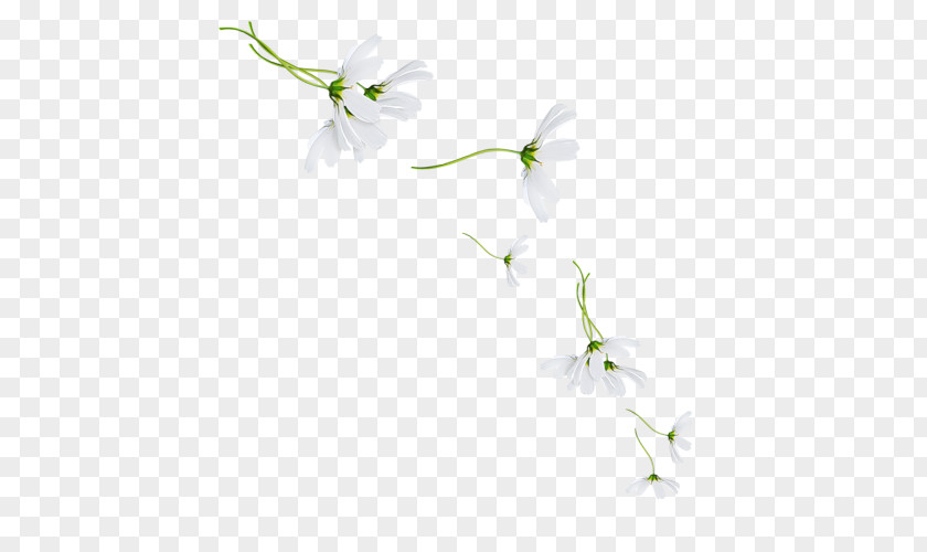 Leaf Petal Floral Design Twig Desktop Wallpaper Plant Stem PNG